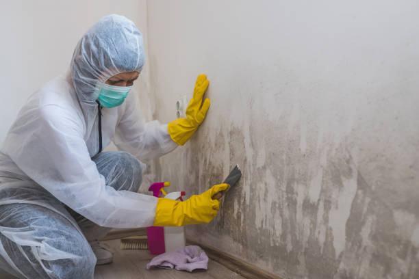 Best Mold Testing  in Bayou La Batre, AL