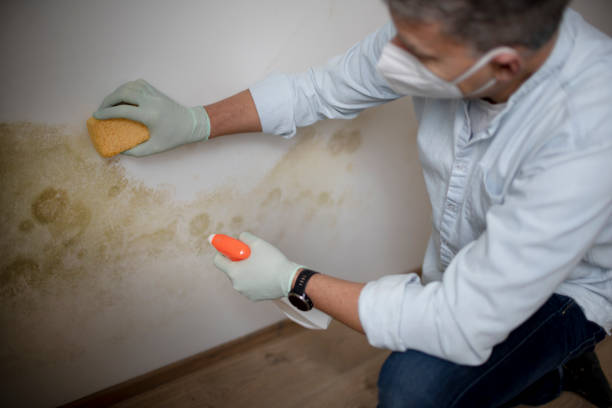 Best Mold Removal Company Near Me  in Bayou La Batre, AL