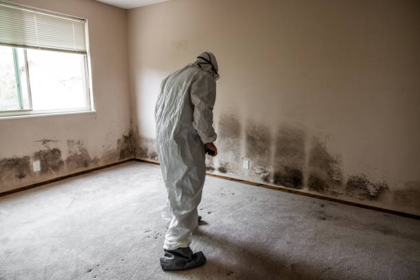 Best Black Mold Removal  in Bayou La Batre, AL