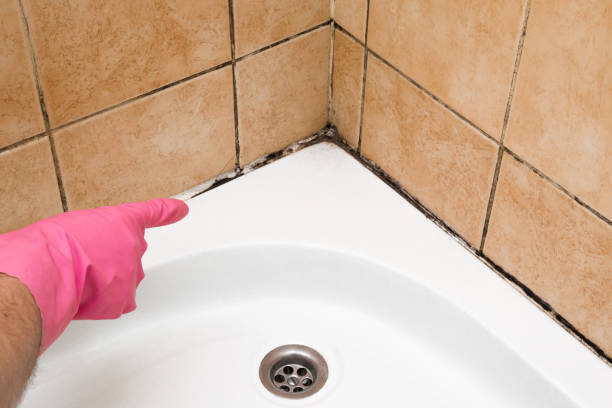 Best Office Mold Removal Services  in Bayou La Batre, AL